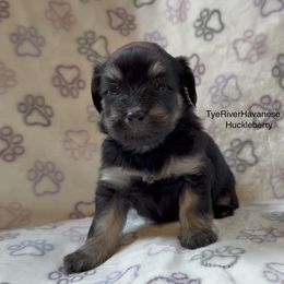 Huckleberry - Black and tan male Havanese puppy in Lovingston, Virginia from Tye River Havanese