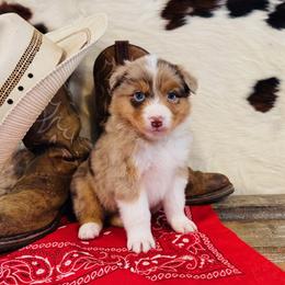 BINDI - Red merle female Australian Shepherd puppy in Durand, Wisconsin from Larson’s Legacy Aussome Aussie Kennels