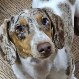 Gypsy - Dachshund