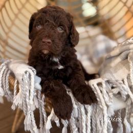 Swiss - Chocolate male Goldendoodle puppy in Las Vegas, Nevada from Dose of Doodles