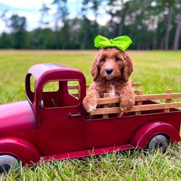 Charlie's Lime Girl - Red  female Goldendoodle puppy in Kountze, Texas from Texas Doodles LLC