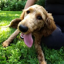 Goldendoodles from Cedar River Kennel
