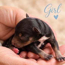 Bailey - Black and silver female Miniature Schnauzer puppy in Hull, Georgia from Ardent Miniature Schnauzers of Athens
