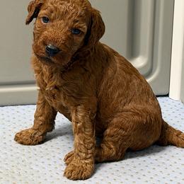 AKC Girl 4 - Red  female Poodle puppy in Southwest Ranches, Florida from Herringbone ‘s Poodles