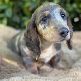 Harry - Dapple male Dachshund puppy in Temecula, California from Naomi Magee's Dachshund Kennel