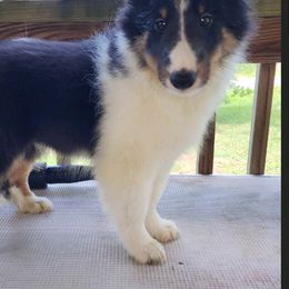 Shetland Sheepdogs from Thomas’ Noble Shetlies