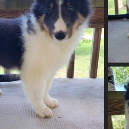 Shetland Sheepdogs from Thomas’ Noble Shetlies