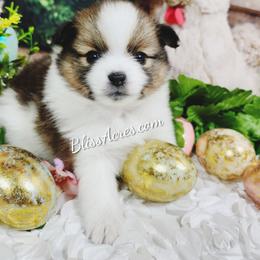 Pomeranian puppies from Bliss Acres Farm