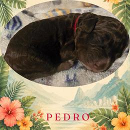 Boy 1 - male Lagotto Romagnolo puppy in Salida, California from Harper's Lagotti