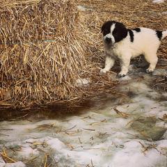 Karakachan Puppies from MI Family Farm