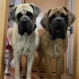 Mastiffs from Whiskey Bain Mastiffs