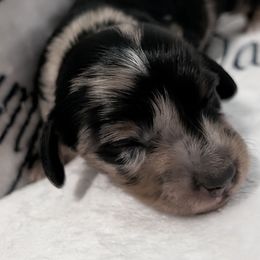 Male 2 on temporary hold - Dapple male Dachshund puppy in Columbus, Ohio from Bumpkins Dachshunds