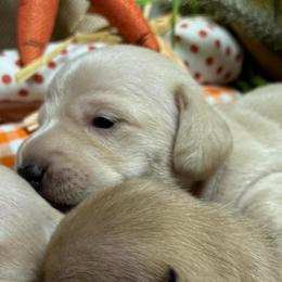 London - Cream male Dachshund puppy in Fayetteville, West Virginia from Loop Creek Dachshunds