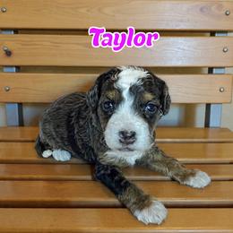 Taylor - female Golden Mountain Doodle puppy in Banner Elk, North Carolina from Walnut Tree Bernedoodles