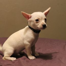 Tuck- Cream Male - Cream male Chihuahua puppy in Willamina, Oregon from Cherished Chihuahuas