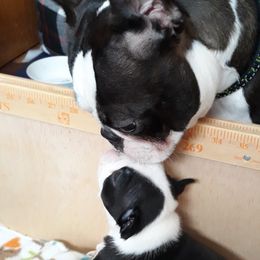 Boston Terriers from Moonstone Magic Boston Terriers