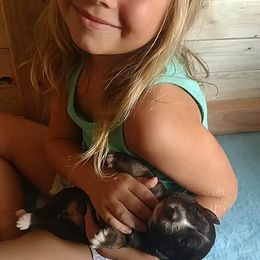 Australian Shepherd Puppies from Southern Boy Blues Aussies