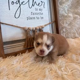 Bentley - Red and white male Pomsky puppy in Bucyrus, Missouri from Hill Top Pomskies