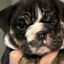 Fendi - Bulldog puppy from Kansas Grand St English & French Bulldogs