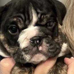 Fendi - Bulldog puppy from Kansas Grand St English & French Bulldogs