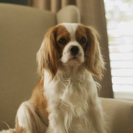 Cavalier King Charles Spaniels from Witzel Cavaliers