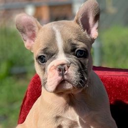 French Bulldogs from Fuller's Frenchie Farm