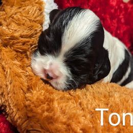 Tonya - Black and white Cocker Spaniel puppy in Stillwater, Oklahoma from CZ's K-9s