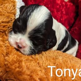 Tonya - Black and white Cocker Spaniel puppy in Stillwater, Oklahoma from CZ's K-9s