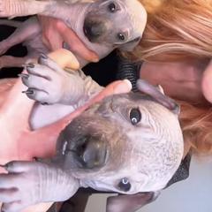 Aviana - Black female Xoloitzcuintli puppy in West Jordan, Utah from Majestic Nakids