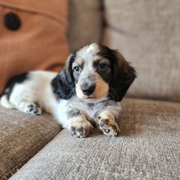 Beau - Wild boar and cream male Dachshund puppy in Lindsay, California from Lewis Creek Dachshunds