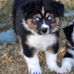 Australian Shepherd Puppies from Smooreaussies