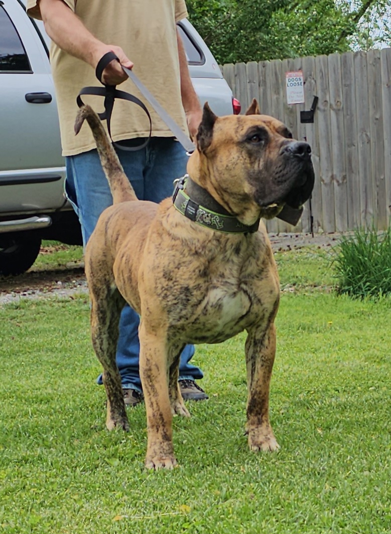 Thanos - Perro de Presa Canario