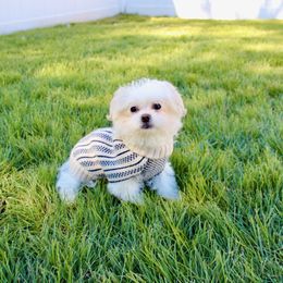 Jet - White male Companion Cross puppy in Morehead, Kentucky from Paw Perfect Pets