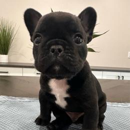 Black - Liver male French Bulldog puppy in Smithfield, North Carolina from Roughneck Frenchies