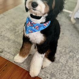 Assorted Doodle Crosses and Poodle All Grown Up from Brandi’s Southern Doodles & Poodles, LLC