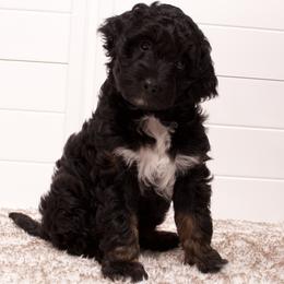 Sissy - Black phantom female Aussiedoodle puppy in Columbiaville, Michigan from Blue Eyes Aussies
