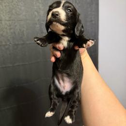 Hestia Full AKC Female 1 - Black female Dachshund puppy in Erie, Michigan from Champagne’s Grinch Toe’d Dachshunds