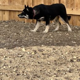 Siberian Husky Puppies from Windy mountains ranch Siberian huskies