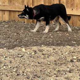 Siberian Husky Puppies from Windy mountains ranch Siberian huskies