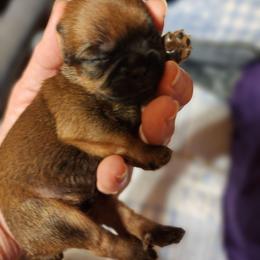 Leo - Red male Brussels Griffon puppy in Nc, Florida from Brusseluv2