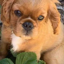 Cavalier King Charles Spaniels from Rebecca's Spaniels