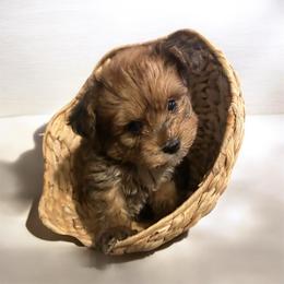 Boy 3 - Sable male Yorkipoo puppy in Ocala, Florida from Top Notch Pupz