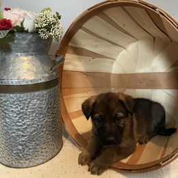 Widow - German Shepherd puppy in Jacksonville, Florida from J & J Ranch