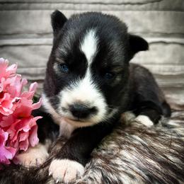 Kai - Agouti and white female Siberian Husky puppy in Union Grove, Alabama from Southern Siberian Life