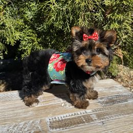 Cute as a button - Black and tan Yorkshire Terrier puppy in North Chelmsford, Massachusetts from Coastal Yorkshire Terrier Yorkies & Biewer Terriers