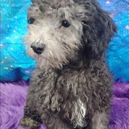 Dusk - Black male Poodle puppy in Neosho, Missouri from Star Light Pups
