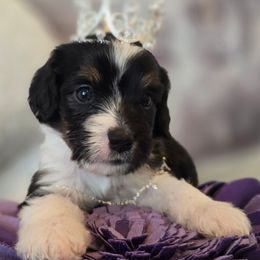 Betty - Black female Double Doodle puppy in Prescott Valley, Arizona from Ramirez Family Doodles