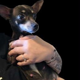 Bebe - Chihuahua
