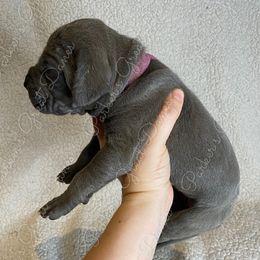 Great Dane Puppies from Parker's Great Danes