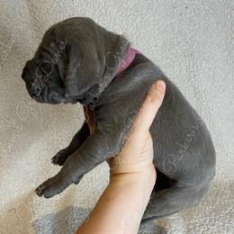 Great Dane Puppies from Parker's Great Danes